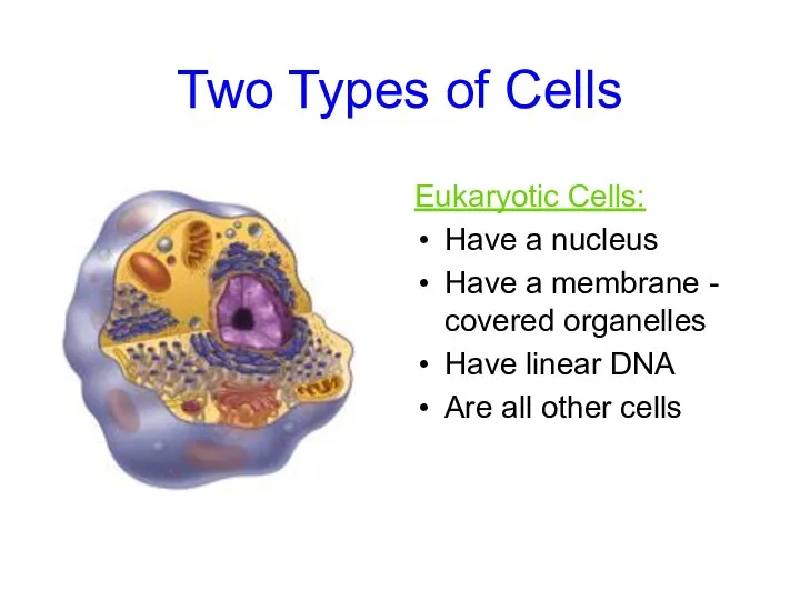 Two Types of Cells Eukaryotic Cells: Have a nucleus Have a membrane