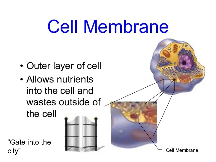 Cell Membrane Outer layer of cell Allows nutrients into the cell and