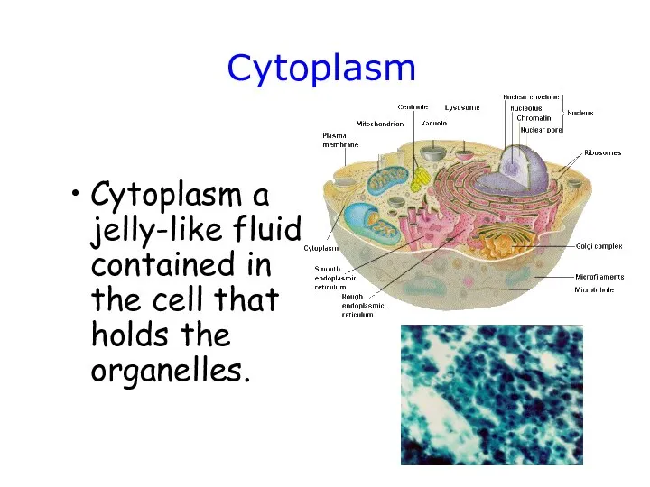 Cytoplasm Cytoplasm a jelly-like fluid contained in the cell that holds the organelles.