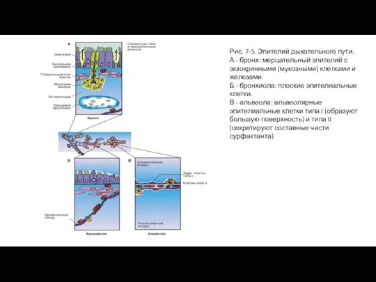 Рис. 7-5. Эпителий дыхательного пути. А - бронх: мерцательный эпителий с экзокринными