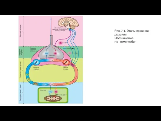 Рис. 7-1. Этапы процесса дыхания. Обозначение. Hb - гемоглобин