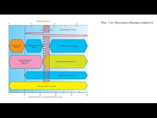 Рис. 7-10. Легочные объемы и емкости