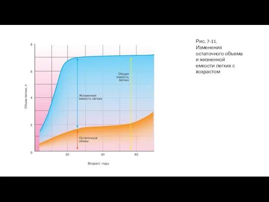 Рис. 7-11. Изменения остаточного объема и жизненной емкости легких с возрастом