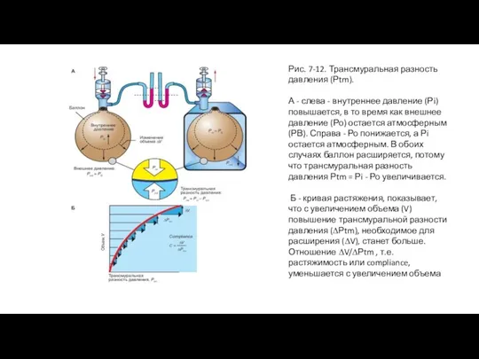 Рис. 7-12. Трансмуральная разность давления (Рtm). А - слева - внутреннее давление