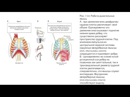 Рис. 7-14. Работа дыхательных мышц. А - при движении вниз диафрагмы грудная