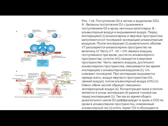 Рис. 7-28. Поступление О2 в легкие и выделение СО2. А - балансы