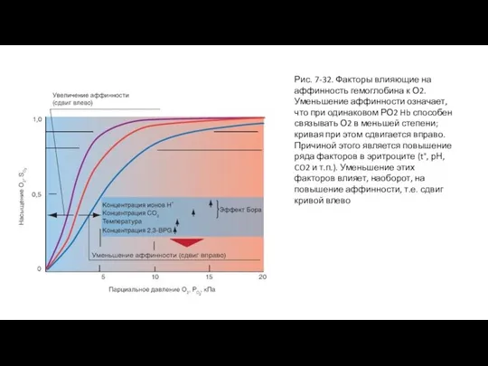 Рис. 7-32. Факторы влияющие на аффинность гемоглобина к О2. Уменьшение аффинности означает,