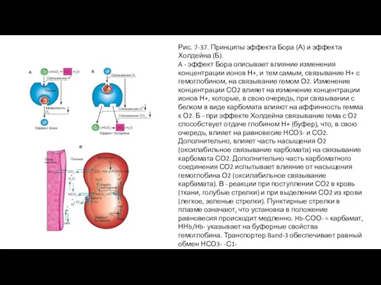 Рис. 7-37. Принципы эффекта Бора (А) и эффекта Холдейна (Б). A -