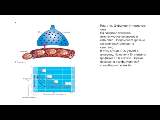 Рис. 7-42. Диффузия углекислого газа. На панели А показана гипотетическая альвеола и