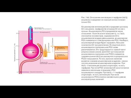 Рис. 7-46. Отношение вентиляции и перфузии (VA/Q) альвеолы определяет ее газовый состав