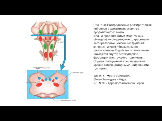 Рис. 7-50. Распределение респираторных нейронов в дыхательном центре продолговатого мозга. Вид на