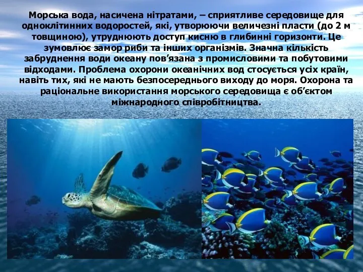 Морська вода, насичена нітратами, – сприятливе середовище для одноклітинних водоростей, які, утворюючи