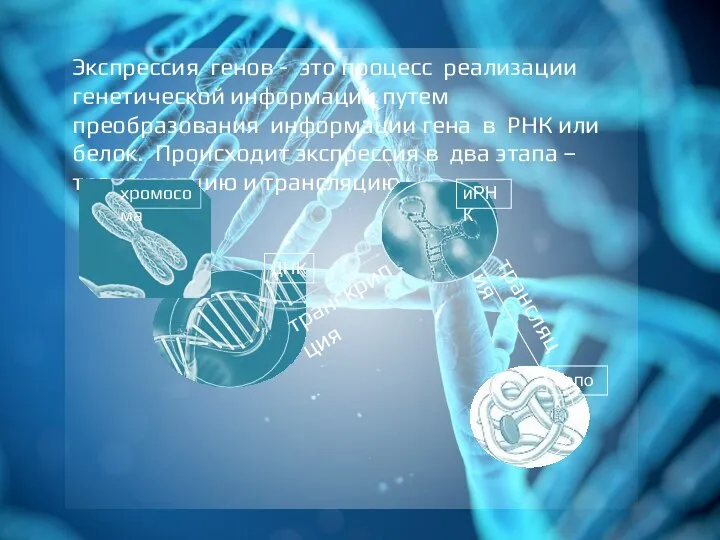 Экспрессия генов - это процесс реализации генетической информации путем преобразования информации гена