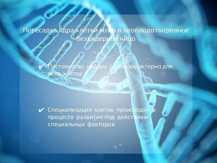 Пересадка ядра клетки кожи в неоплодотворенное безъядерное яйцо Постоянство набора генов характерно