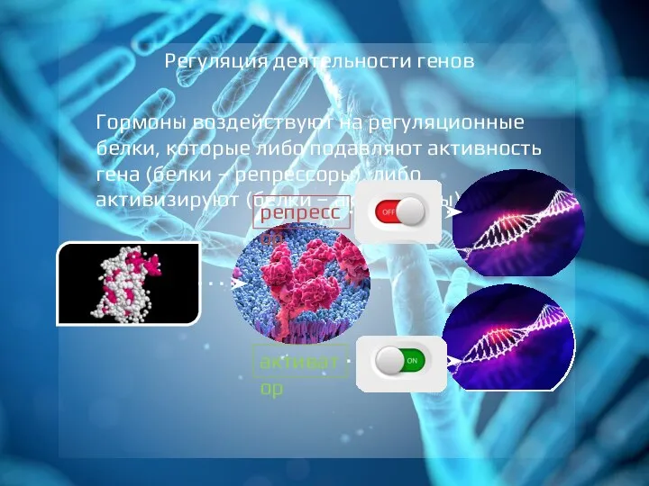 Регуляция деятельности генов Гормоны воздействуют на регуляционные белки, которые либо подавляют активность