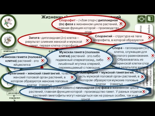 cпорофит (2n) cпорангий (2n) зигота (2n) антеридий (1n) Жизненный цикл высших растений