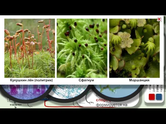 зигота (2n) Жизненный цикл моховидных водоросли риниофиты семенные папоротники cпорангий (2n) cпора