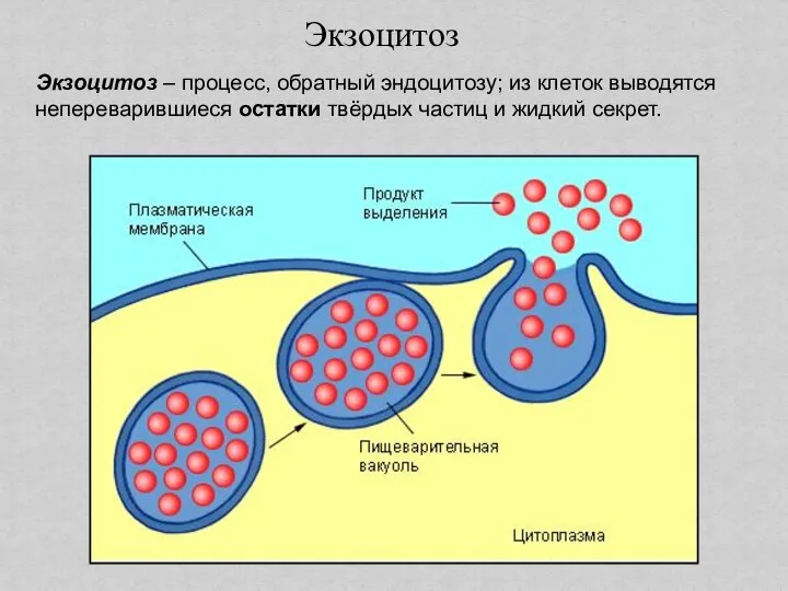 Экзоцитоз – процесс, обратный эндоцитозу; из клеток выводятся непереварившиеся остатки твёрдых частиц и жидкий секрет. Экзоцитоз