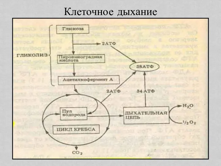 Клеточное дыхание