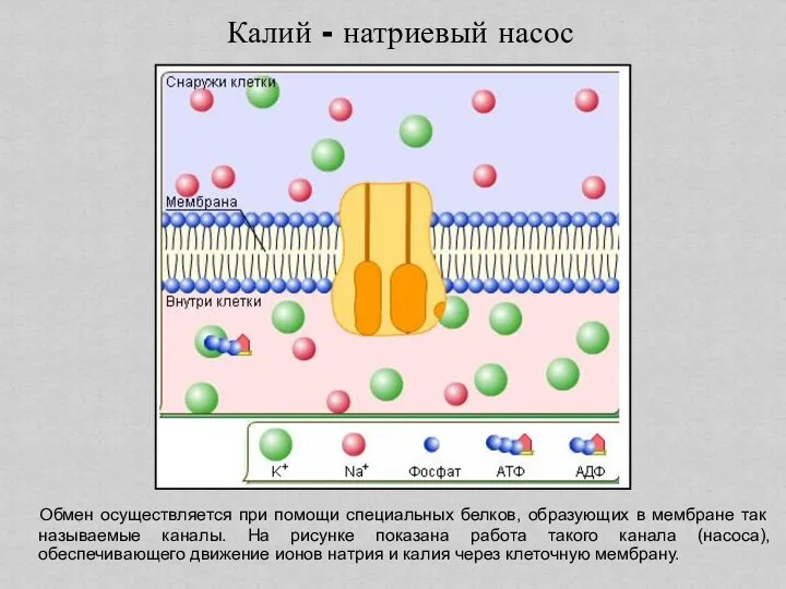Калий - натриевый насос Обмен осуществляется при помощи специальных белков, образующих в