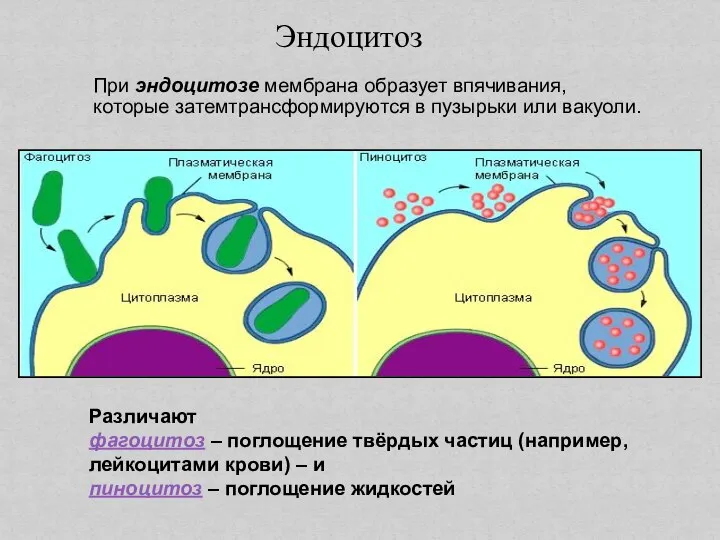 При эндоцитозе мембрана образует впячивания, которые затемтрансформируются в пузырьки или вакуоли. Различают