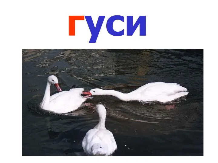 гуси