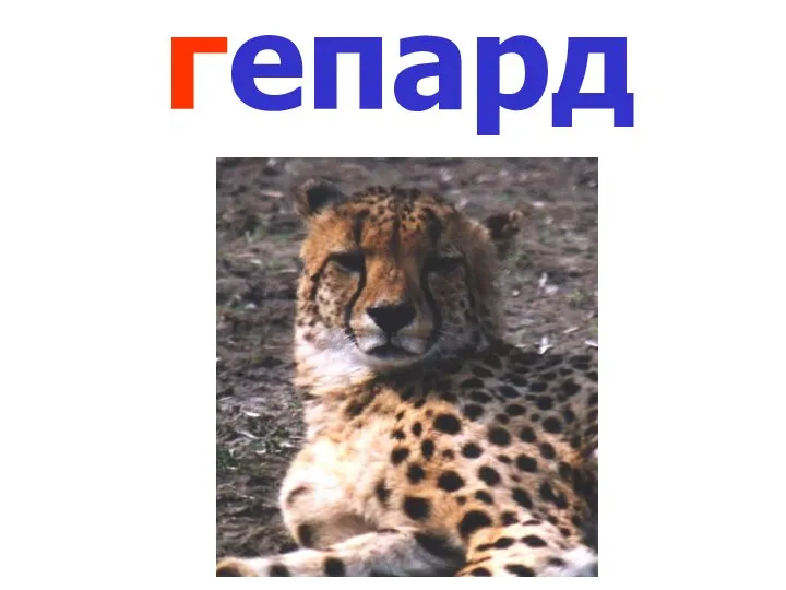 гепард