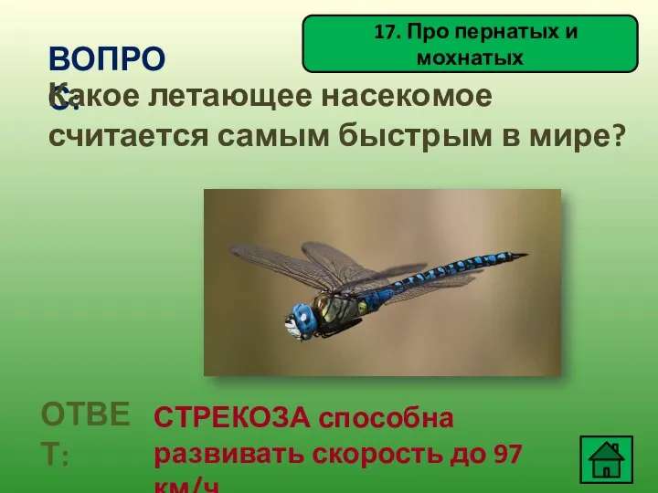 17. Про пернатых и мохнатых ВОПРОС: Какое летающее насекомое считается самым быстрым