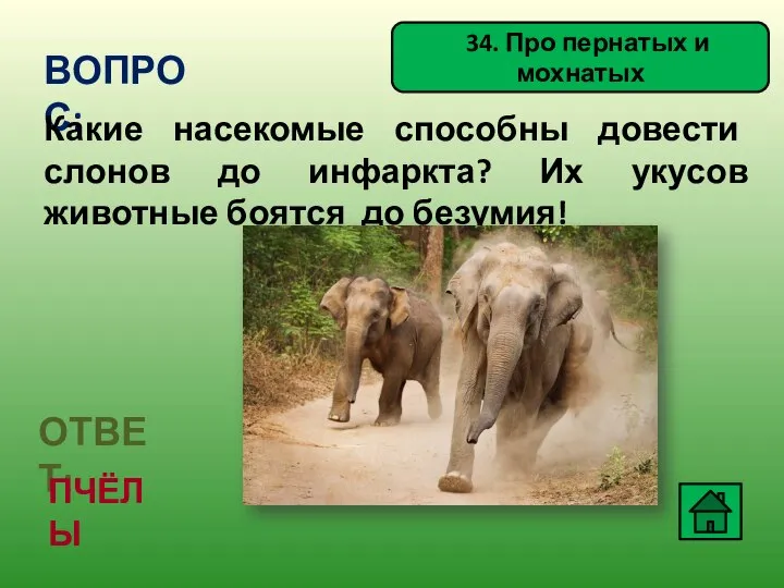 34. Про пернатых и мохнатых ВОПРОС: Какие насекомые способны довести слонов до