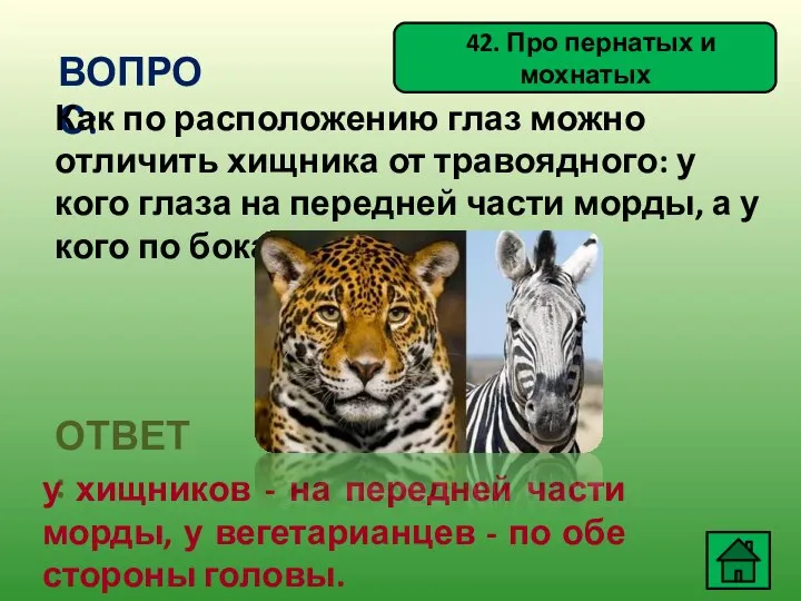 42. Про пернатых и мохнатых ВОПРОС: Как по расположению глаз можно отличить