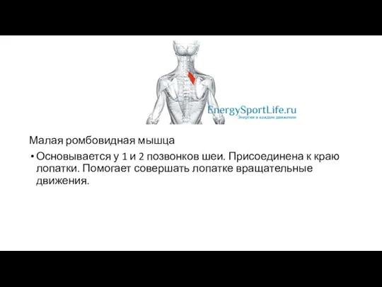 Малая ромбовидная мышца Основывается у 1 и 2 позвонков шеи. Присоединена к