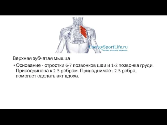 Верхняя зубчатая мышца Основание - отростки 6-7 позвонков шеи и 1-2 позвонка