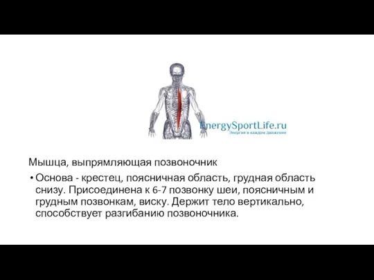 Мышца, выпрямляющая позвоночник Основа - крестец, поясничная область, грудная область снизу. Присоединена