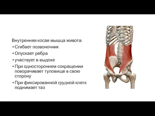 Внутренняя косая мышца живота: Сгибает позвоночник Опускает ребра участвует в выдохе При