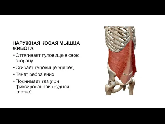 НАРУЖНАЯ КОСАЯ МЫШЦА ЖИВОТА Оттягивает туловище в свою сторону Сгибает туловище вперед