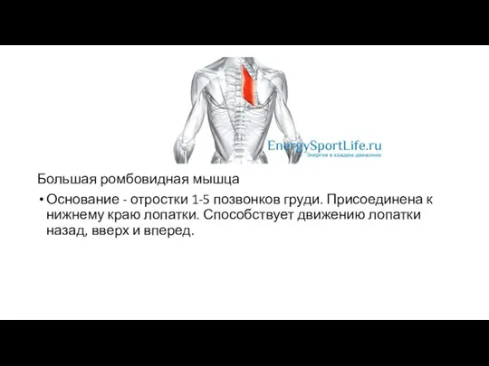 Большая ромбовидная мышца Основание - отростки 1-5 позвонков груди. Присоединена к нижнему