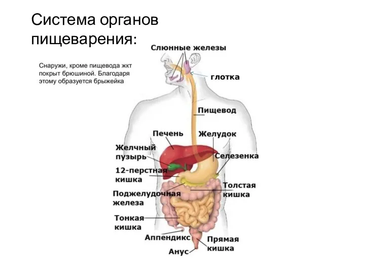Система органов пищеварения: