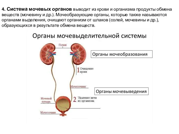 4. Система мочевых органов выводит из крови и организма продукты обмена веществ