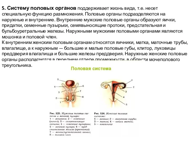 5. Систему половых органов поддерживает жизнь вида, т.е. несет специальную функцию размножения.