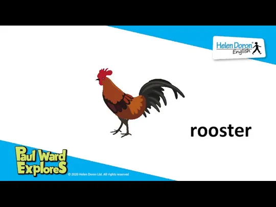 rooster