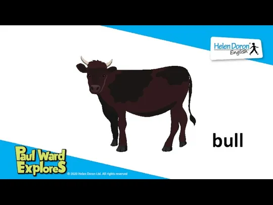 bull