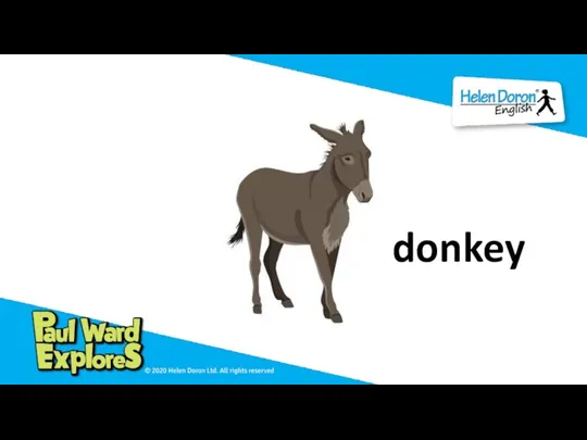 donkey