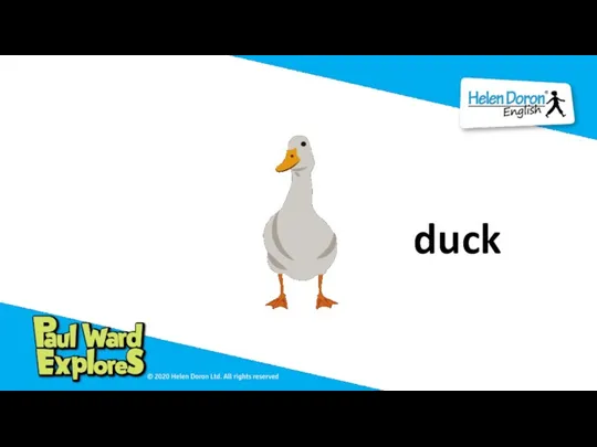 duck