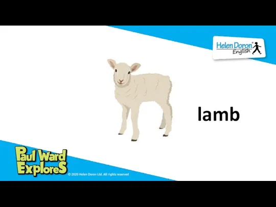 lamb