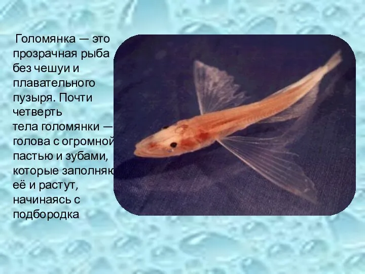 Голомянка — это прозрачная рыба без чешуи и плавательного пузыря. Почти четверть