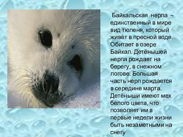 Байкальская нерпа – единственный в мире вид тюленя, который живёт в пресной