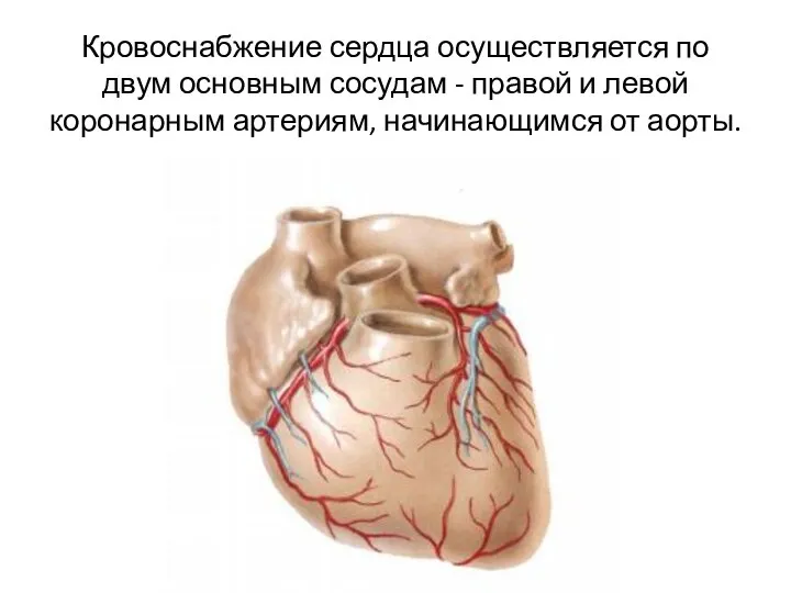 Кровоснабжение сердца осуществляется по двум основным сосудам - правой и левой коронарным артериям, начинающимся от аорты.