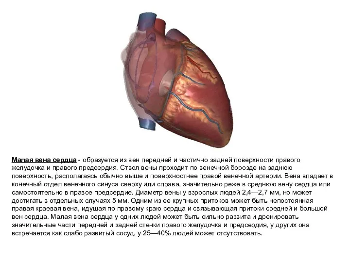 Малая вена сердца - образуется из вен передней и частично задней поверхности