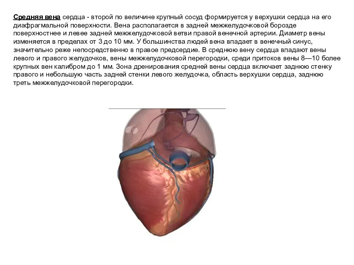 Средняя вена сердца - второй по величине крупный сосуд формируется у верхушки