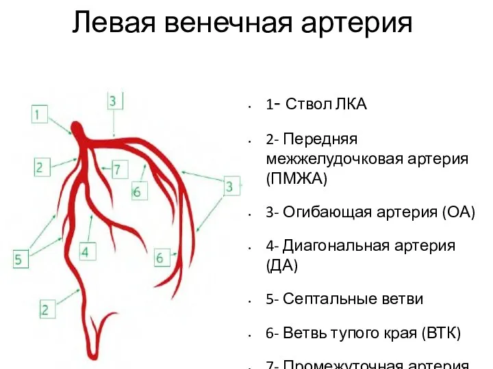 Левая венечная артерия 1- Ствол ЛКА 2- Передняя межжелудочковая артерия (ПМЖА) 3-